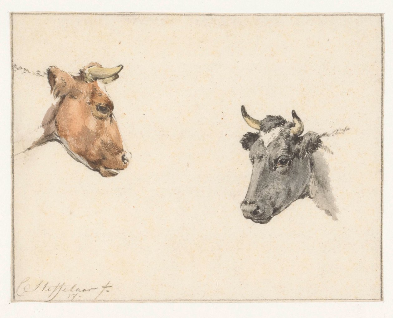 Folha de estudo com duas cabeças de vaca de Cornelis Steffelaar