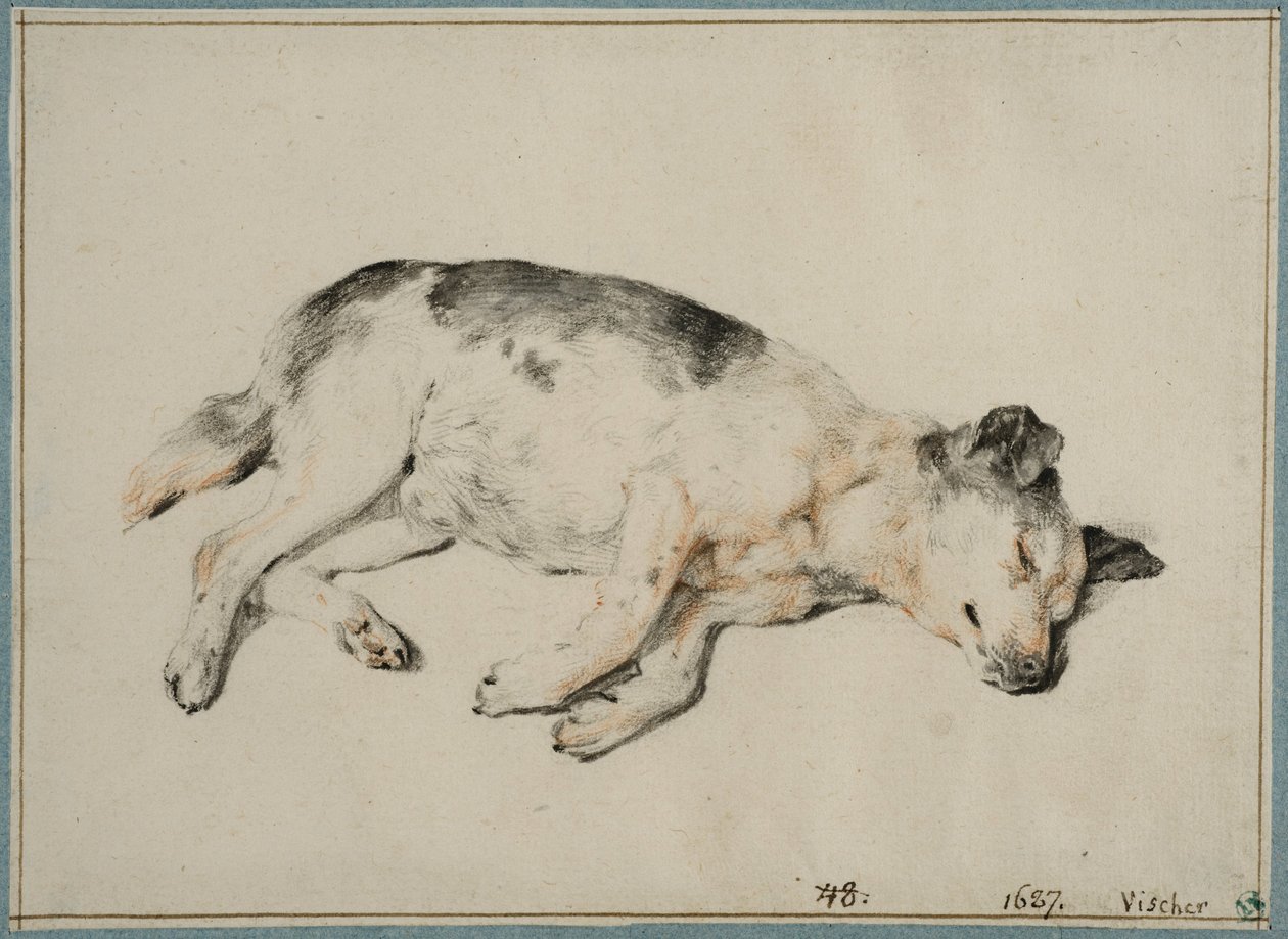 Estudo de um cão adormecido de Cornelis Visscher