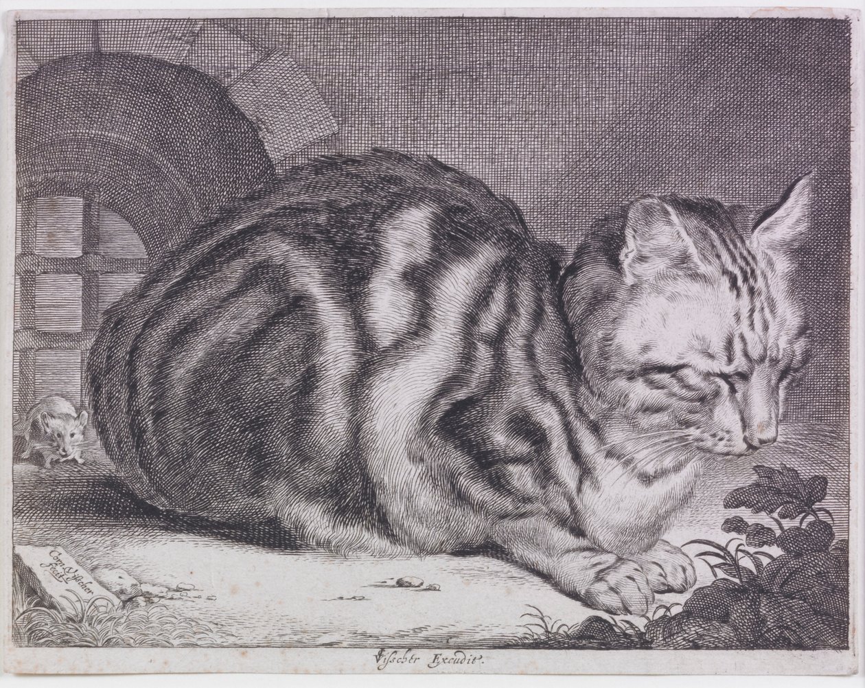O grande gato de Cornelis de Visscher