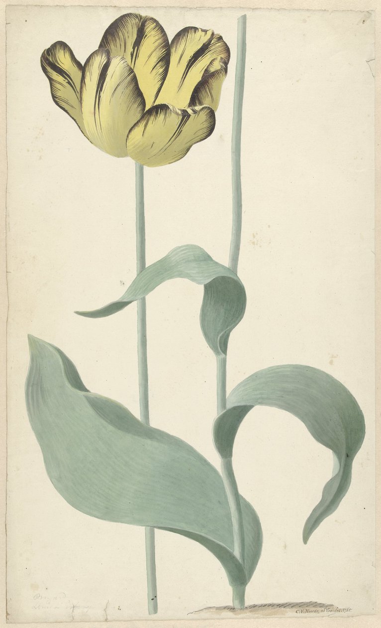 Por Tulp Bizard Louis d