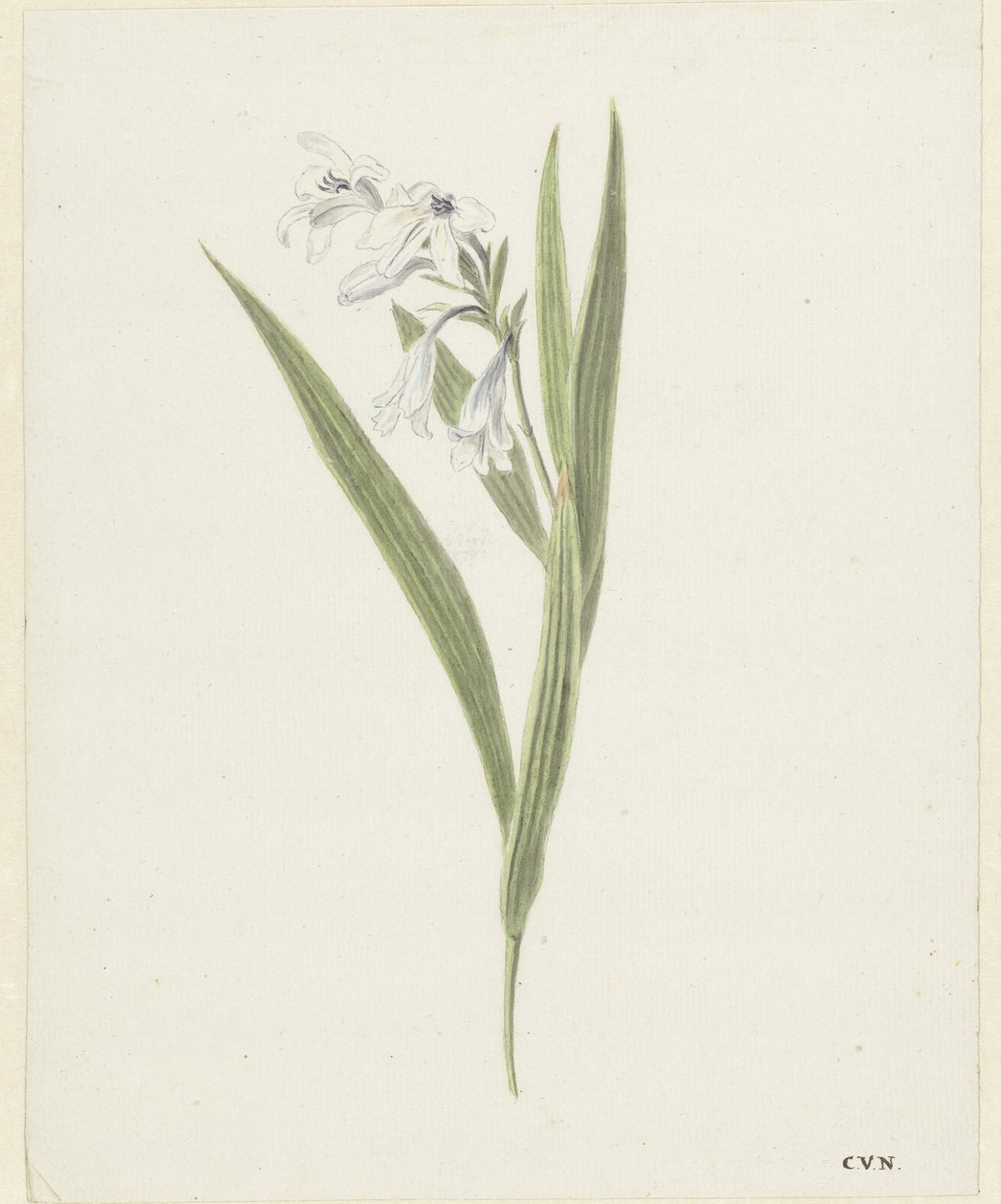 Fresia de Cornelis van Noorde