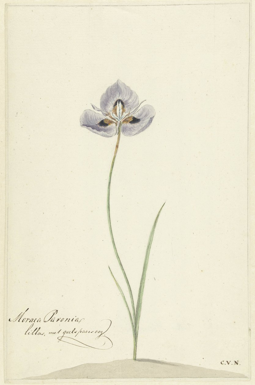 Íris de Cornelis van Noorde