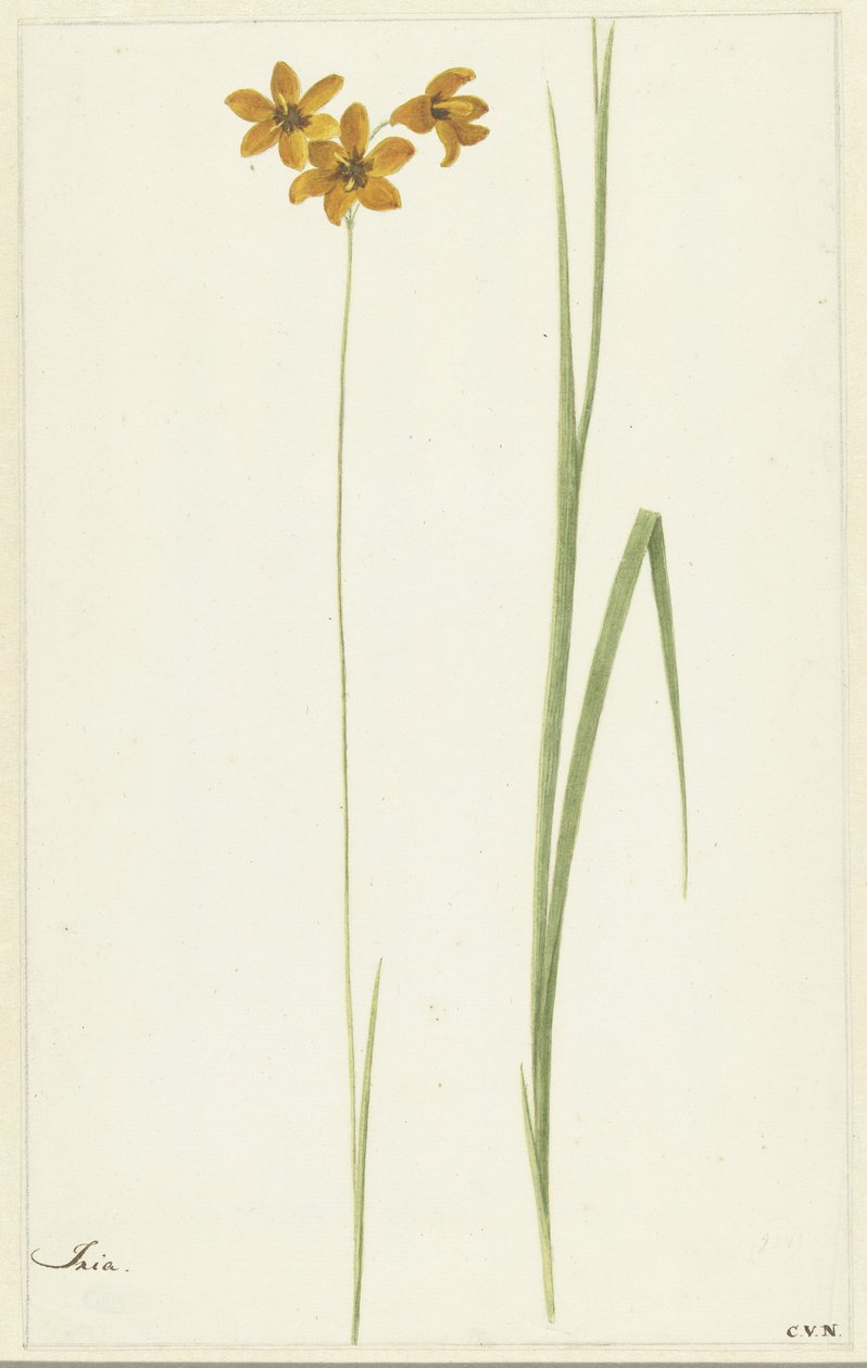 Ixia de Cornelis van Noorde