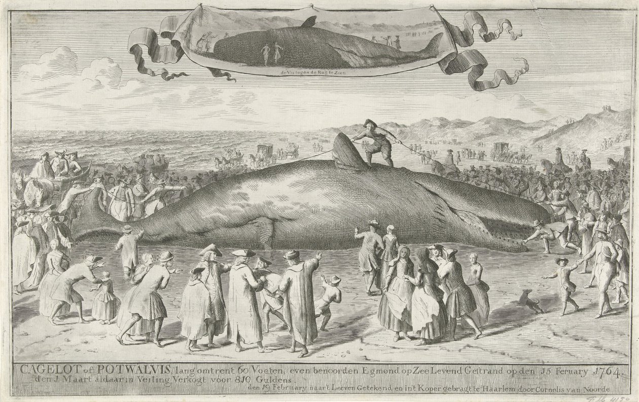 Cachalote encalhado em Egmond aan Zee, 1764 Cagelot ou Potwhale, com cerca de 18 metros de comprimento, ao norte de Egmond op Zee Encalhado vivo em 15 de fevereiro de 1764. a 1 de março lá em leilão Vendido por 810 Guldens (título no objeto) de Cornelis van Noorde