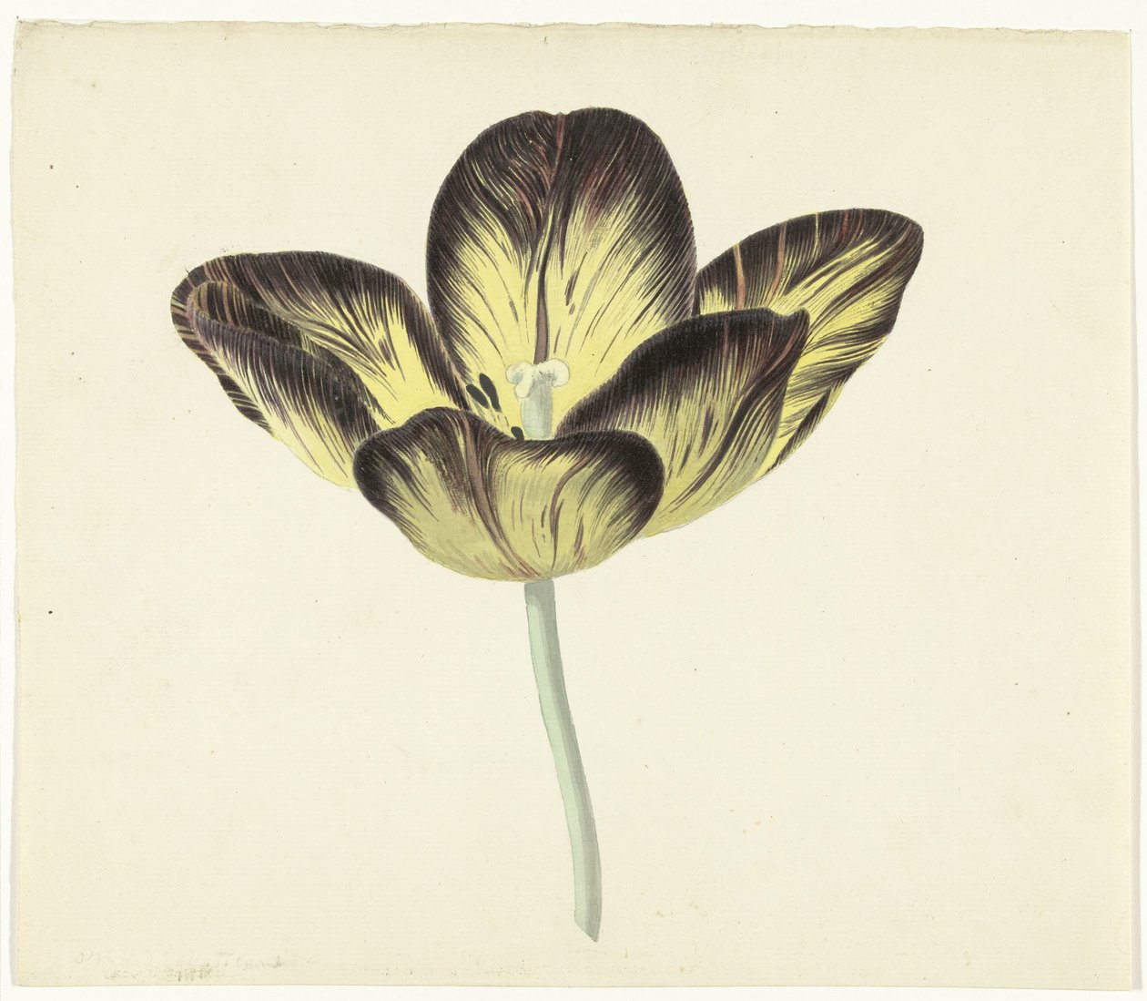 Tulipa chamada Bizard Egiptienne de Cornelis van Noorde