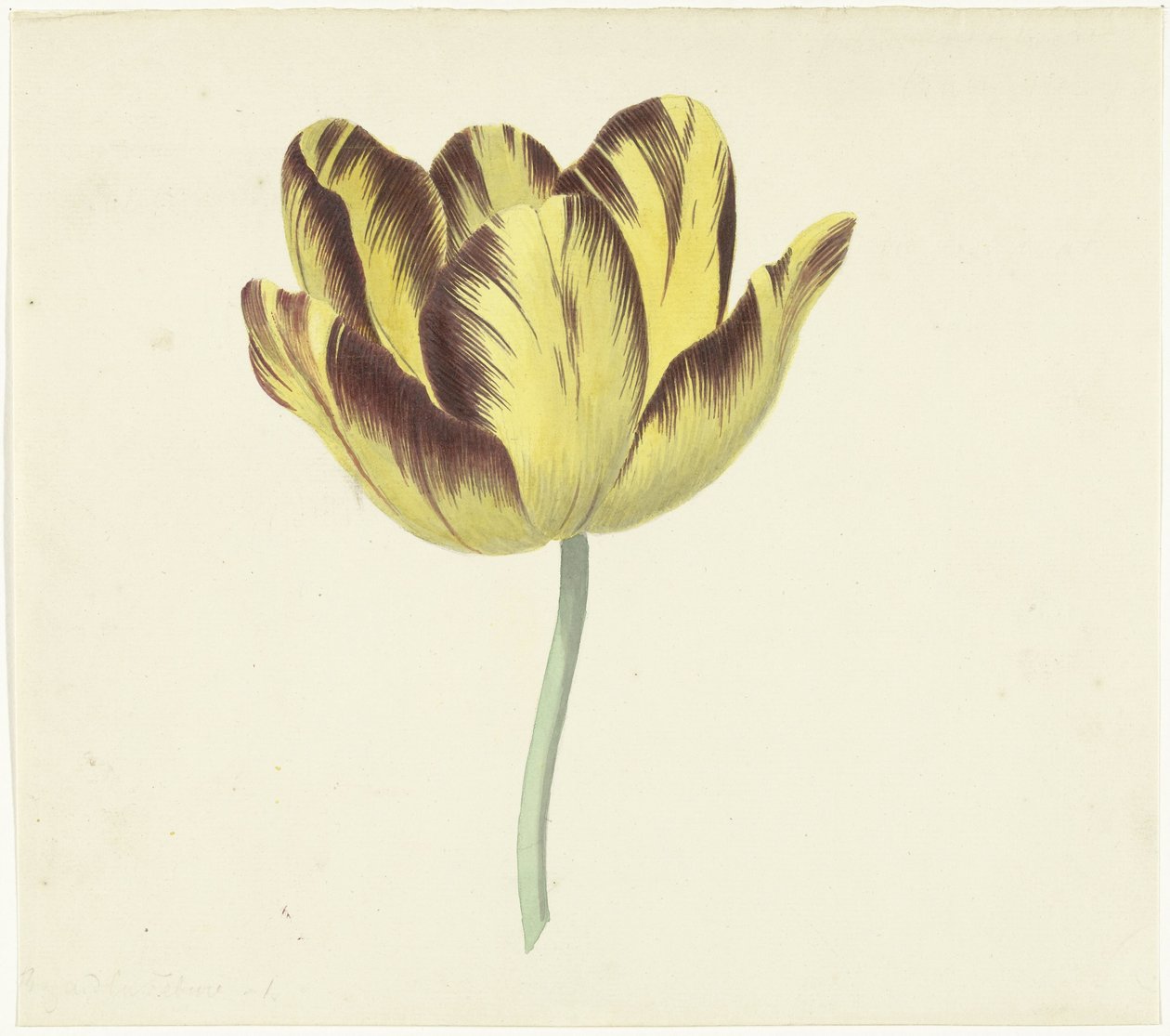 Tulip chamado Bizard Le Febure No. 1 de Cornelis van Noorde