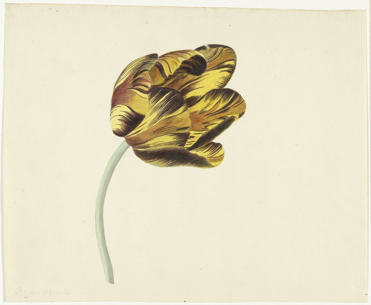 Tulipa chamada Bizard Phoenix de Cornelis van Noorde