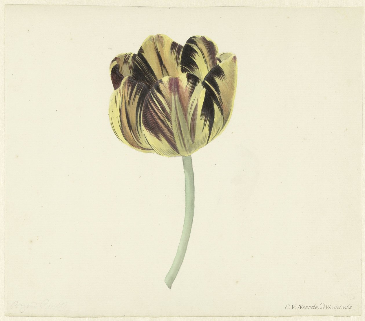 Tulipa chamada Bizard Rosette de Cornelis van Noorde