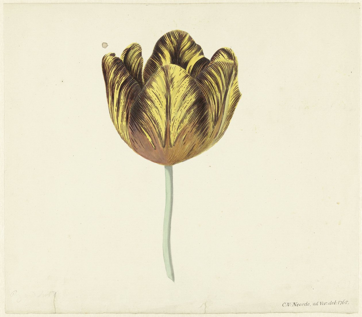 Tulipa chamada Bizard Sub. A de Cornelis van Noorde