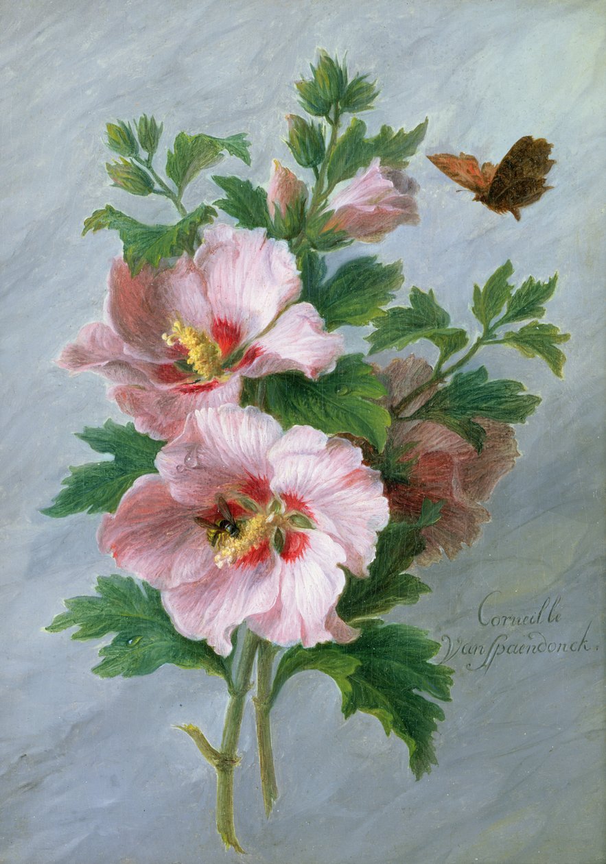 Hibisco contra uma borda de mármore de Cornelis van Spaendonck