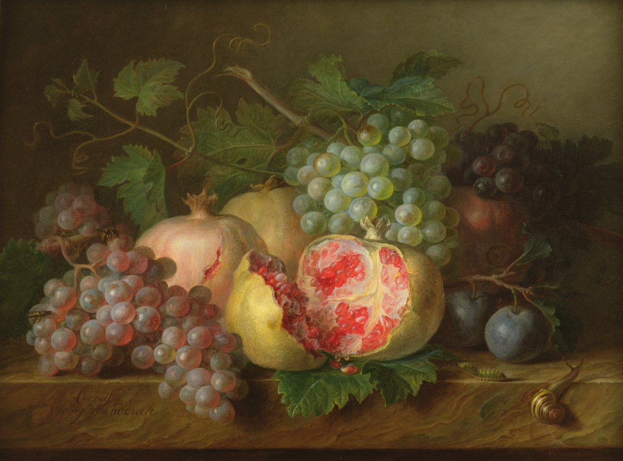 Ainda vida de romãs, uvas e ameixas em uma borda de mármore (painel) de Cornelis van Spaendonck