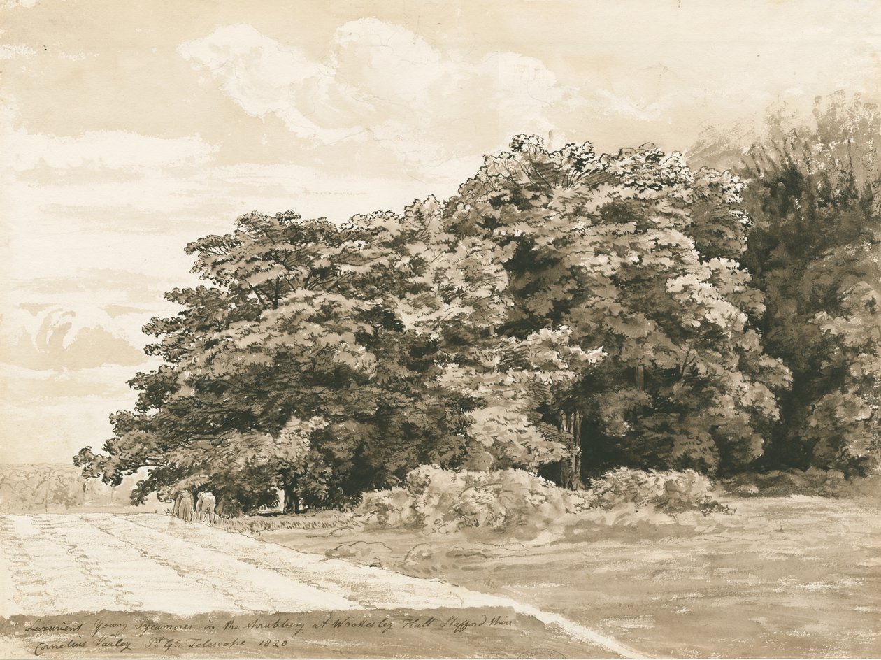 Wrottesley Hall - The Shrubbery: desenho em sépia, 1820 de Cornelius Varley