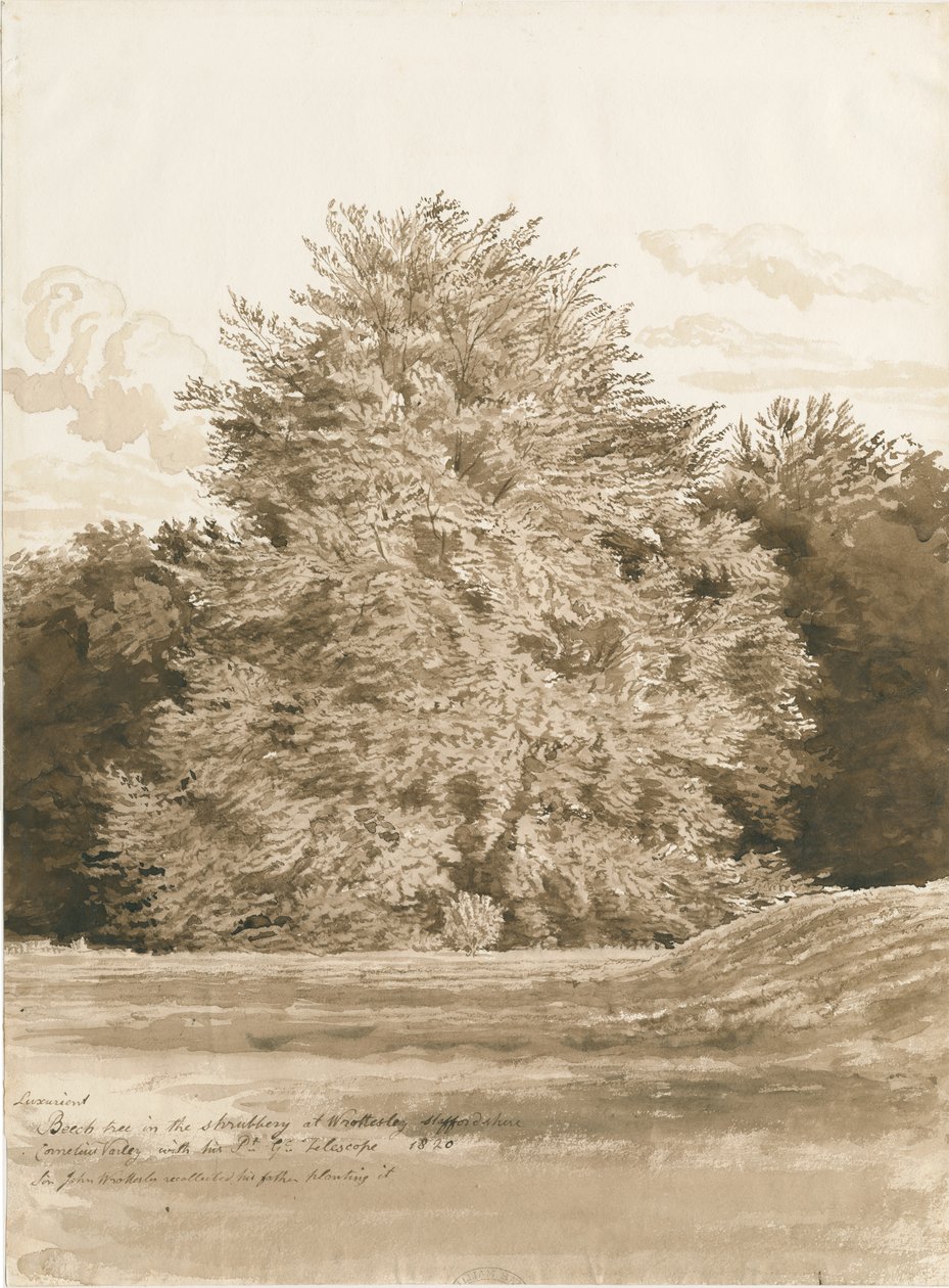 Wrottesley Hall - The Shrubbery: desenho em sépia, 1820 de Cornelius Varley