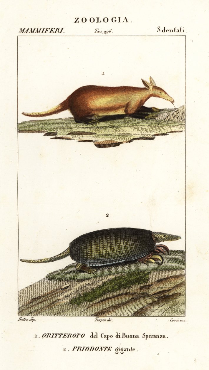 Aardvark e tatu gigante de Corsi Corsi