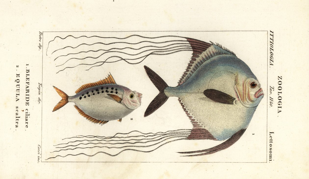 Pompano africano, Alectis ciliaris, Blepharis ciliaris, Blefaride ciliare 1 e pônei, Poulain ruse, Leiognathus equulus 2 de Corsi Corsi