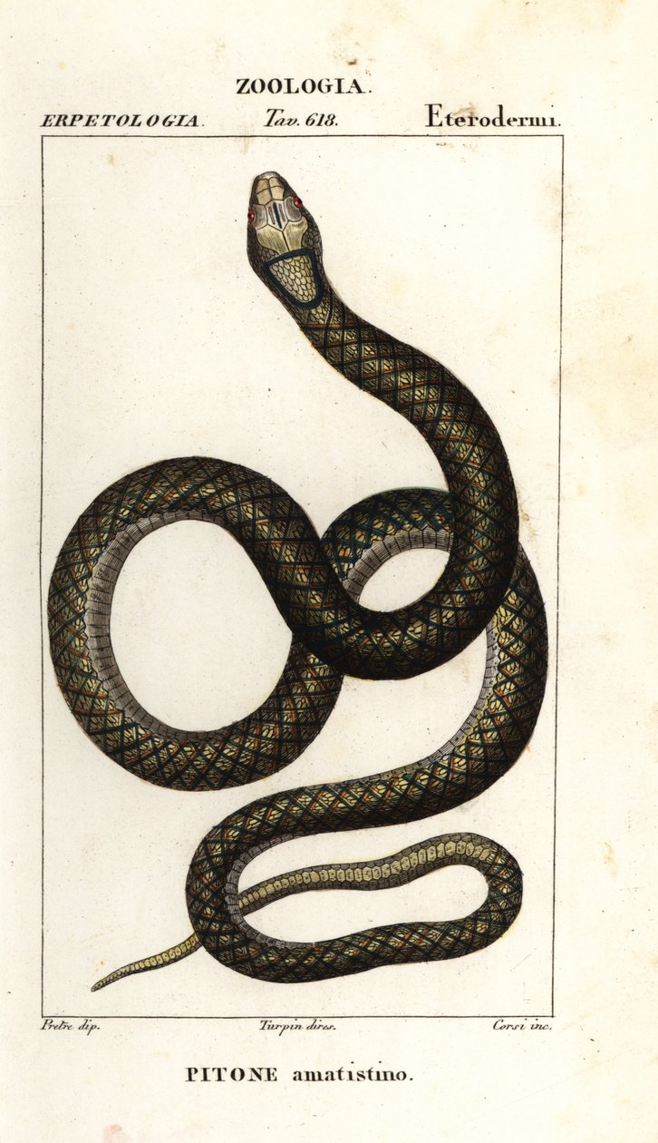 Píton ametista, Simalia amethistina de Corsi Corsi