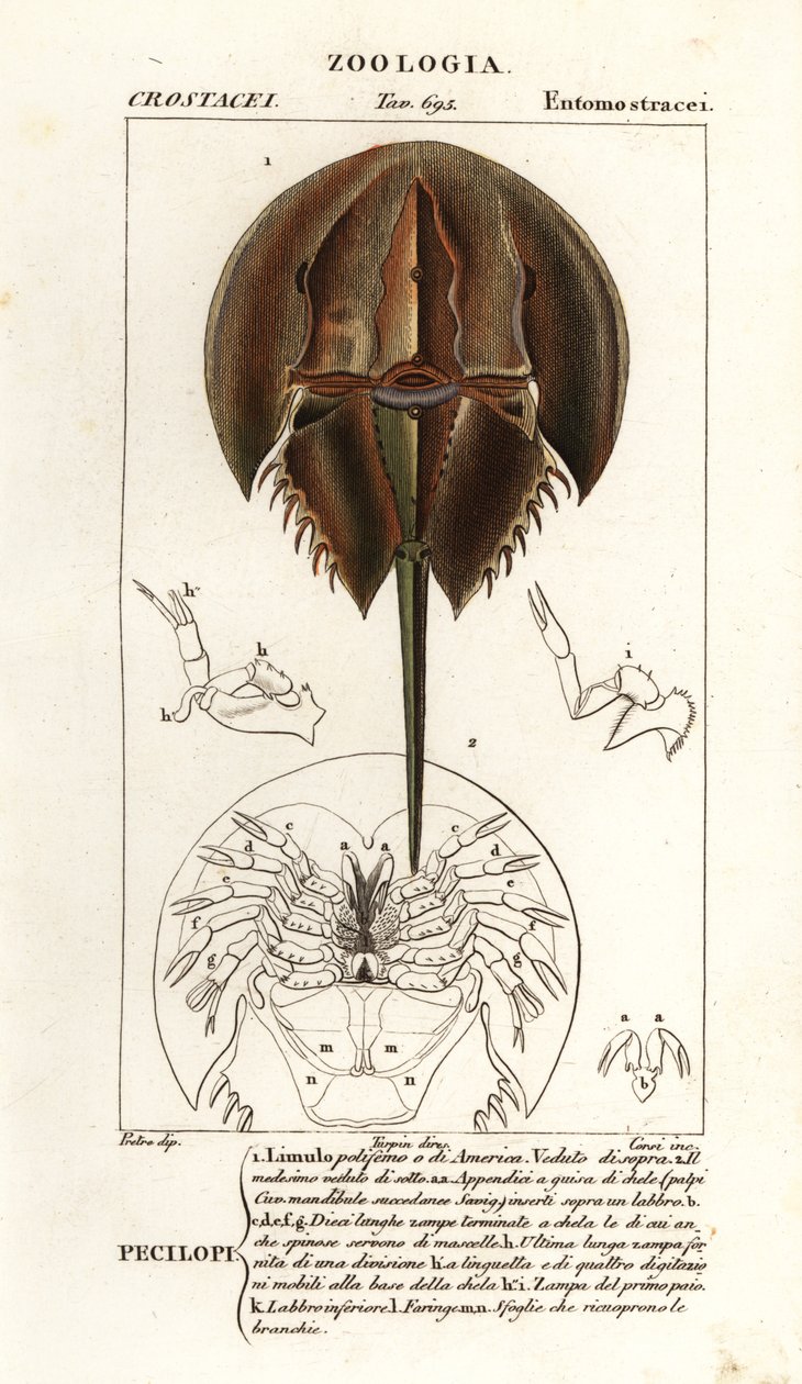 Caranguejo-ferradura do Atlântico, Limulus polyphemus de Corsi Corsi