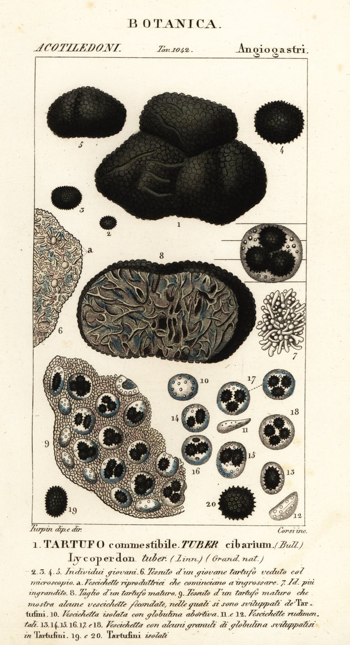 Trufa negra, Tuber melanosporum (Tuber cibarium, Tartufo commestibile, Lycoperdon tuber) de Corsi Corsi