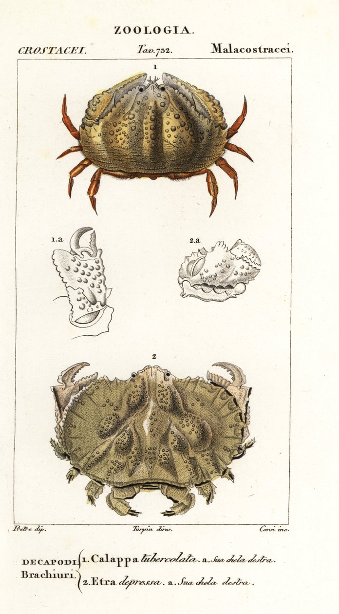 Caranguejo de caixa e caranguejo de Aethra de Corsi Corsi