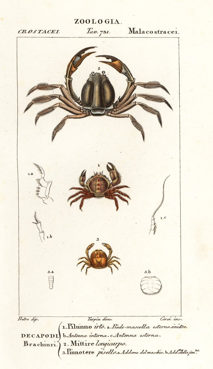 Caranguejo eriçado, Pilumnus hirtellus 1, caranguejo soldado azul claro, Mictyris longicarpus 2, caranguejo ervilha, Pinnotheres pisum 3 de Corsi Corsi
