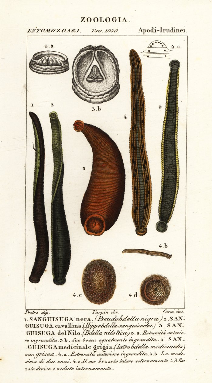 sanguessuga negra comum, Hirudo verbana, var de Corsi Corsi