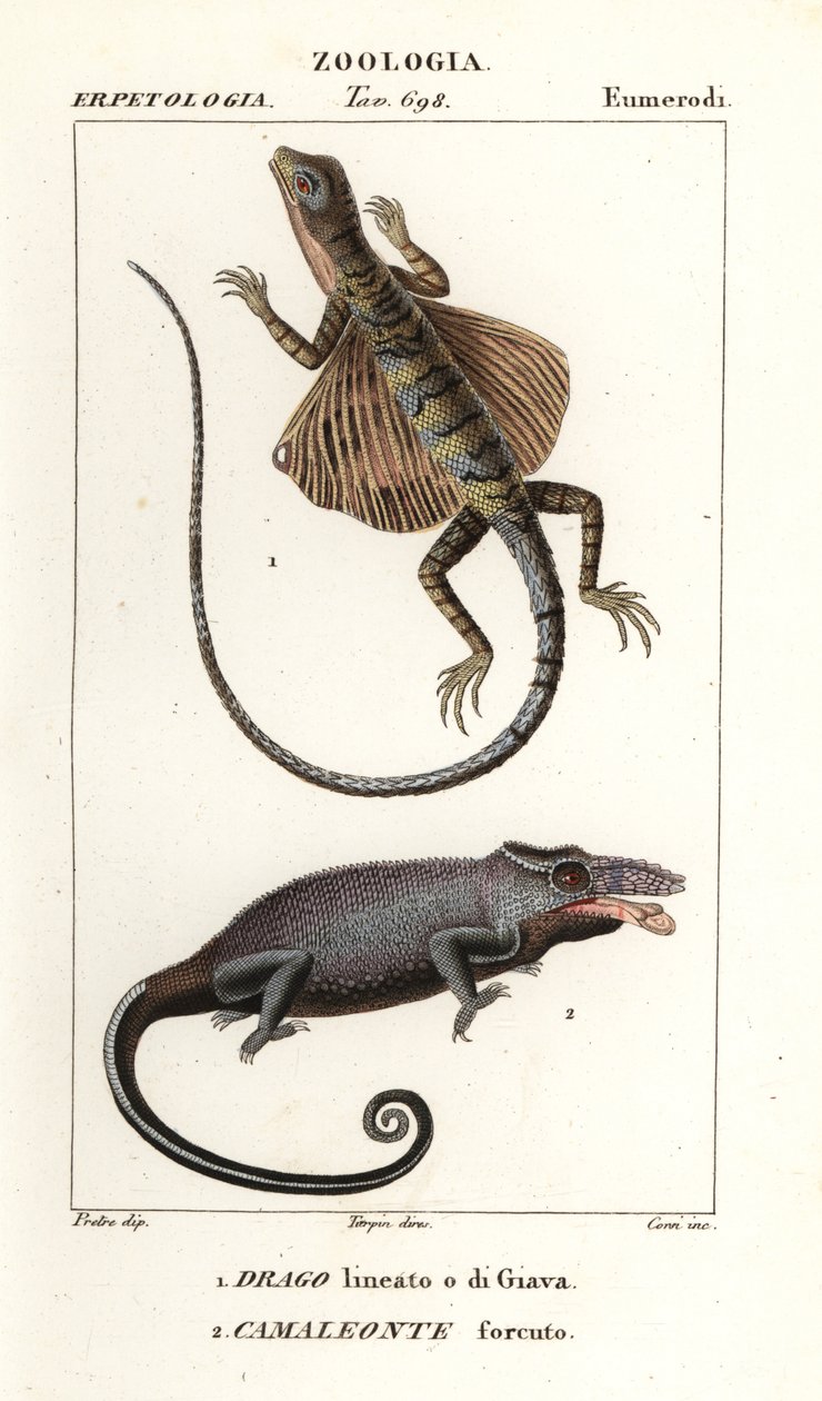 Dragão voador comum e camaleão de dois chifres de Corsi Corsi