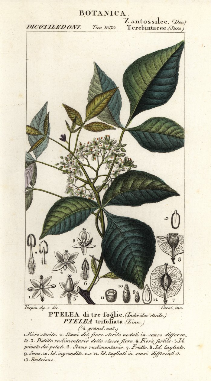 Lúpulo comum, Ptelea trifoliata, Ptelea de três folhas de Corsi Corsi