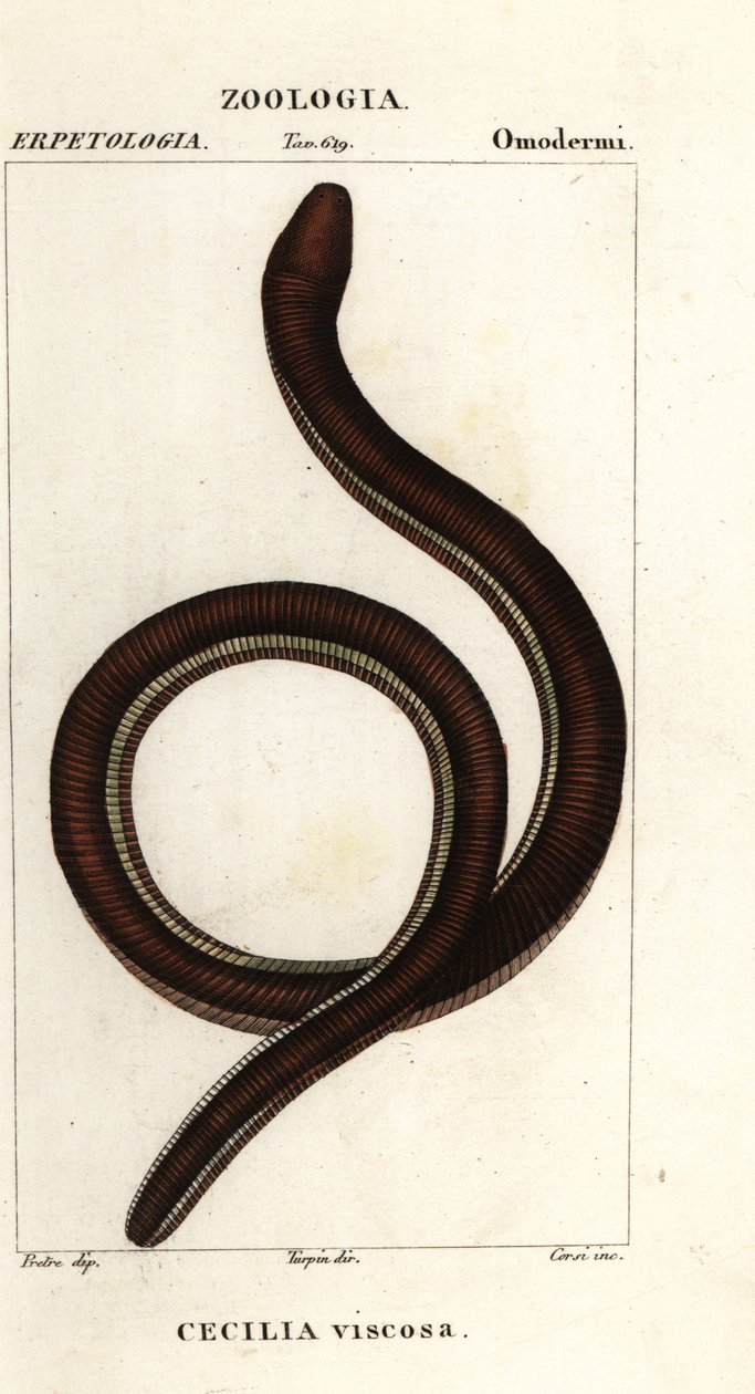 Caeciliano de banda amarela comum, Ichthyophis glutinosus de Corsi Corsi