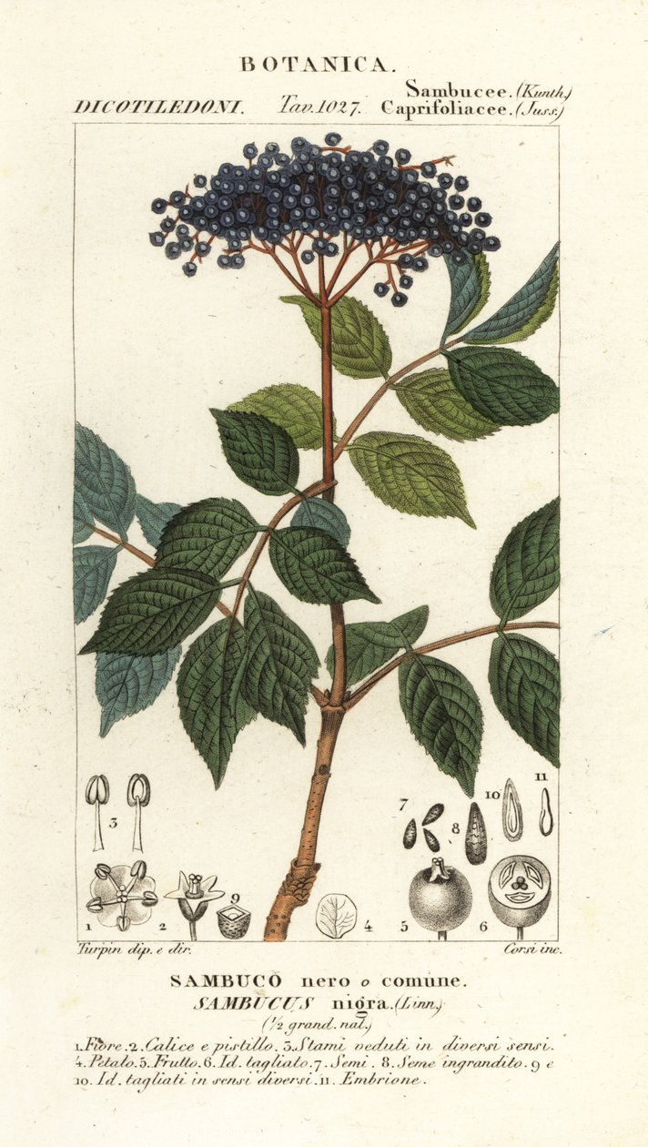 Sabugueiro preto europeu, Sambucus nigra, sabugueiro preto ou comum de Corsi Corsi