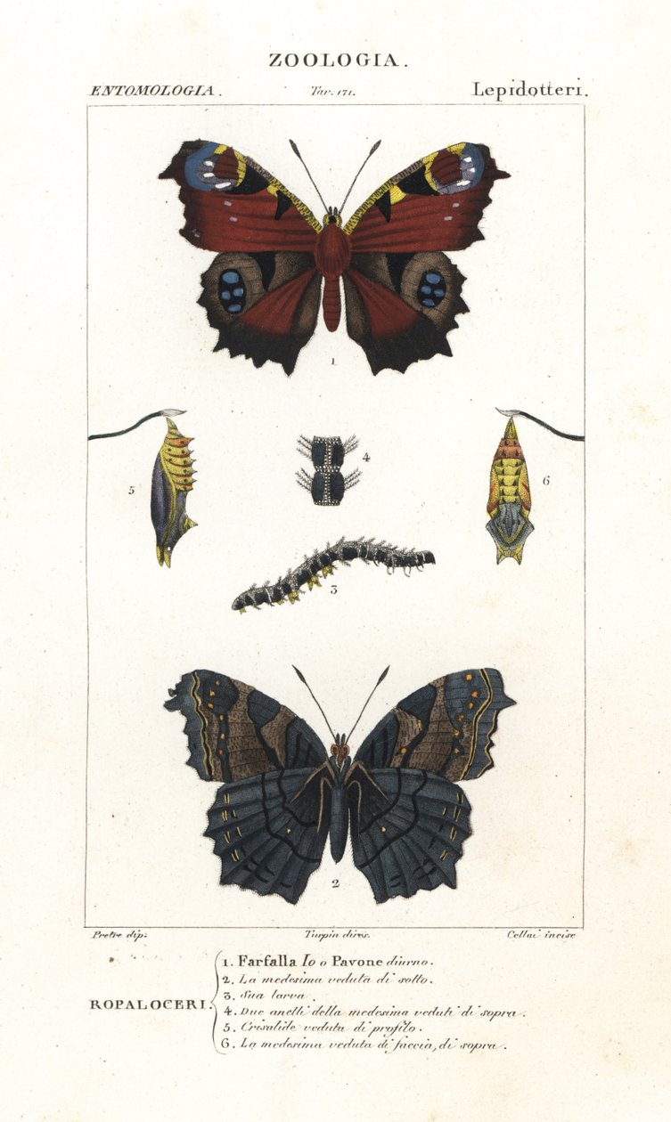 Borboleta de pavão europeu, Aglais io de Corsi Corsi