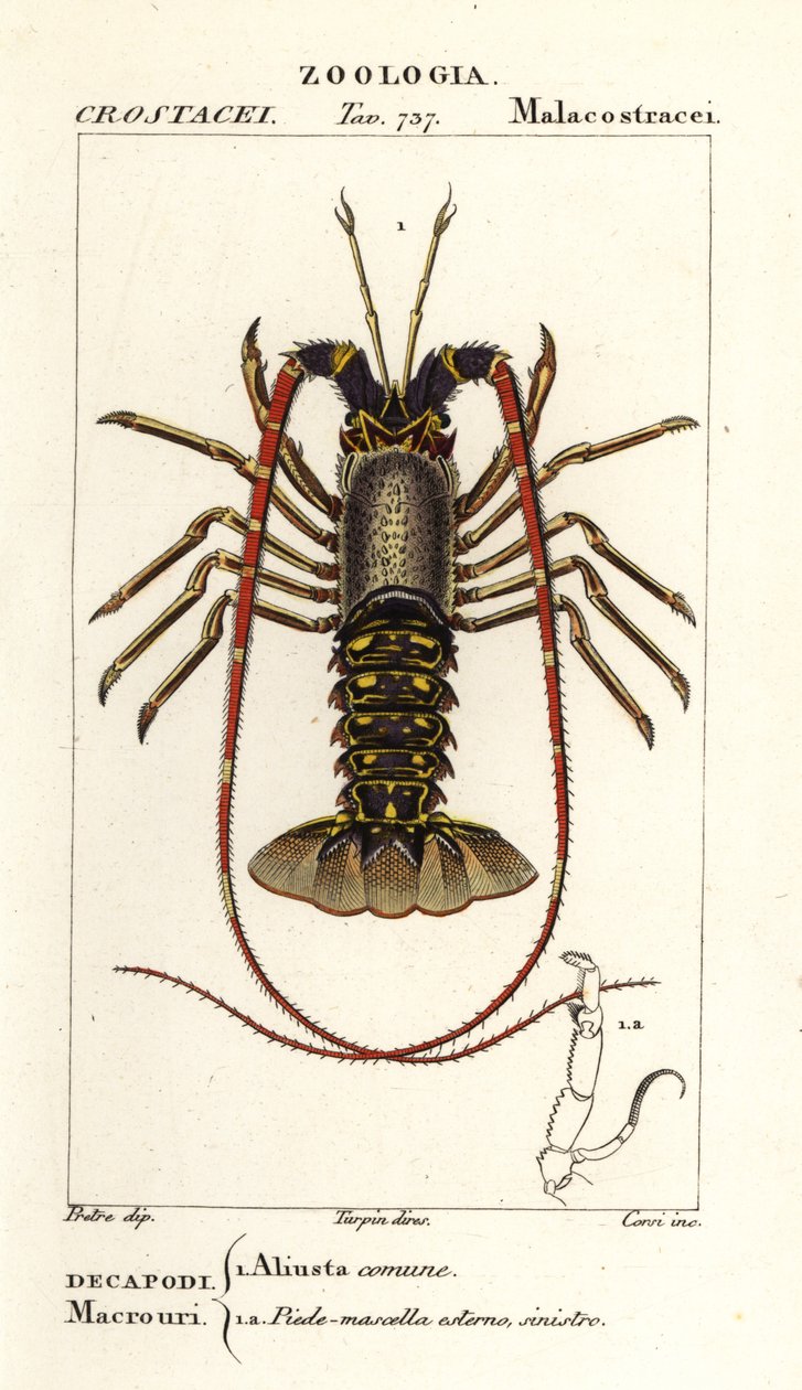 Lagosta europeia, Palinurus elephas de Corsi Corsi