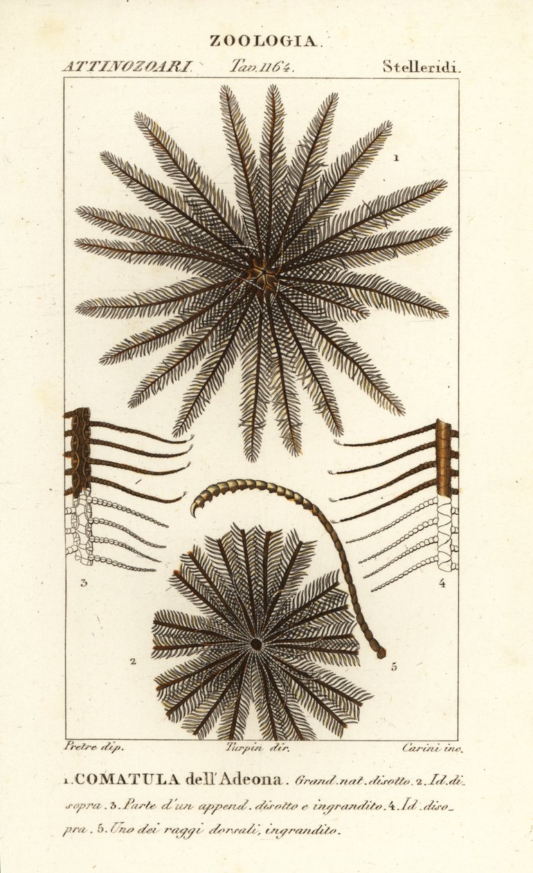 Crinoide de estrela de penas, Oligometrides adeonae, Comatula adeonae, Comatula dellAdeona de Corsi Corsi