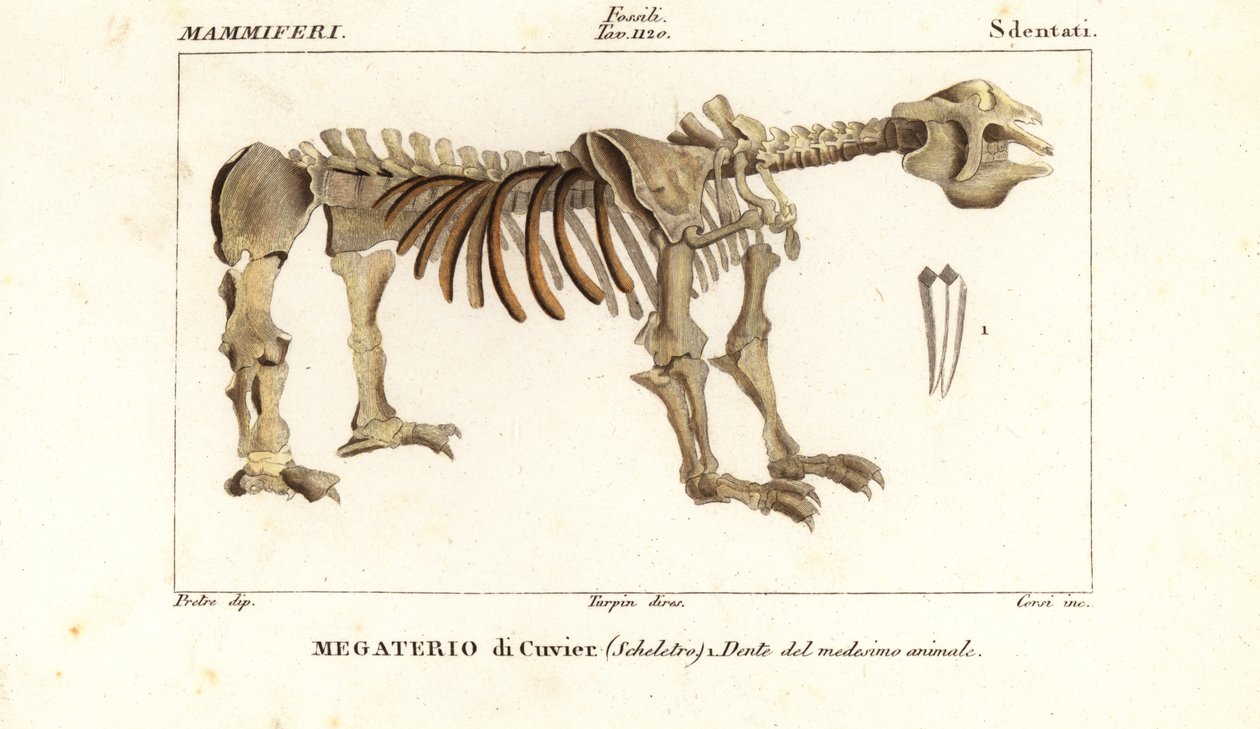 Esqueleto fóssil da preguiça gigante, Megatherium americanum de Corsi Corsi