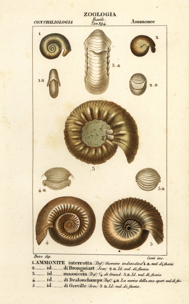 Fósseis de espécies extintas de amonite de Corsi Corsi