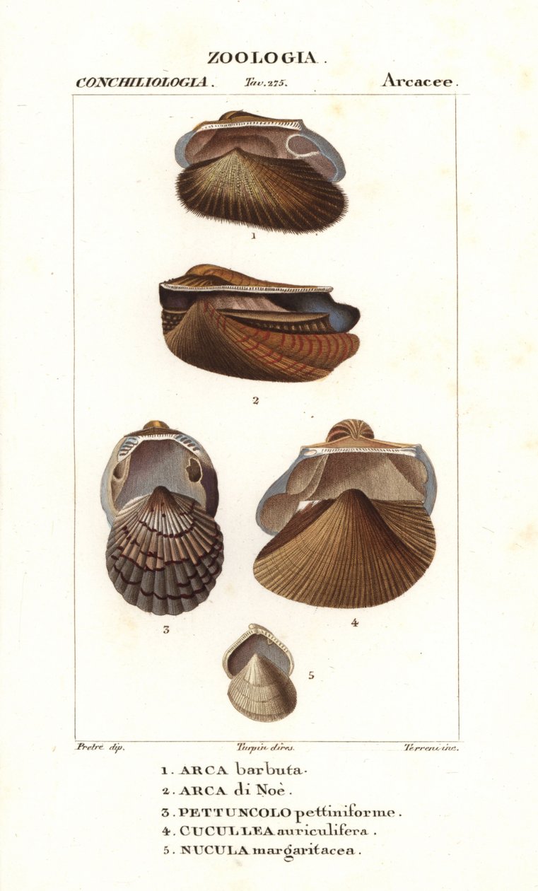 Amêijoas de arca de água doce de Corsi Corsi
