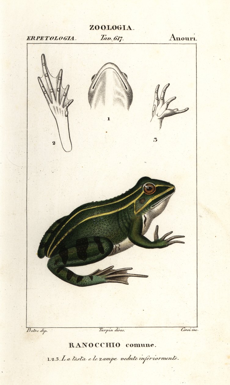 Sapo verde, Pelophylax kl esculentus de Corsi Corsi