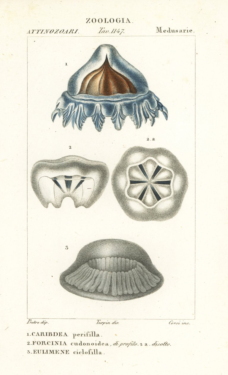 Água-viva de capacete, Periphylla periphylla 1, Phorcynia cudonoidea 2 e Eulimene ciclophylla 3 de Corsi Corsi