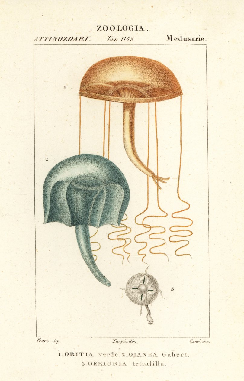 Medusa a olho nu, Orythia viridis, Oritia verde 1 e hidrozoários, Geryonia proboscidalis, Dianea gabert 2 e Liriope tetraphylla, Gerionia tetrafilla 3 de Corsi Corsi
