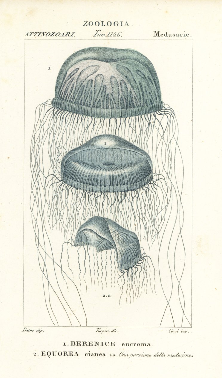 Medusa a olho nu, Berenix euchroma 1 e geleia de cristal, Aequorea cyanea 2 de Corsi Corsi