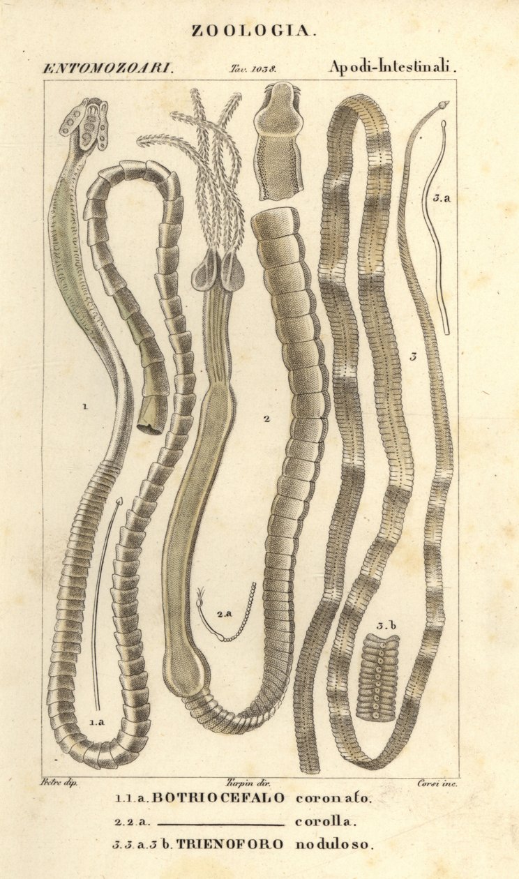 Vermes parasitas e ténias, Bothriocephalus coronatus 1, Bothriocephalus corolla 2, e lombriga, Triaenophorus nodulosus 3 de Corsi Corsi
