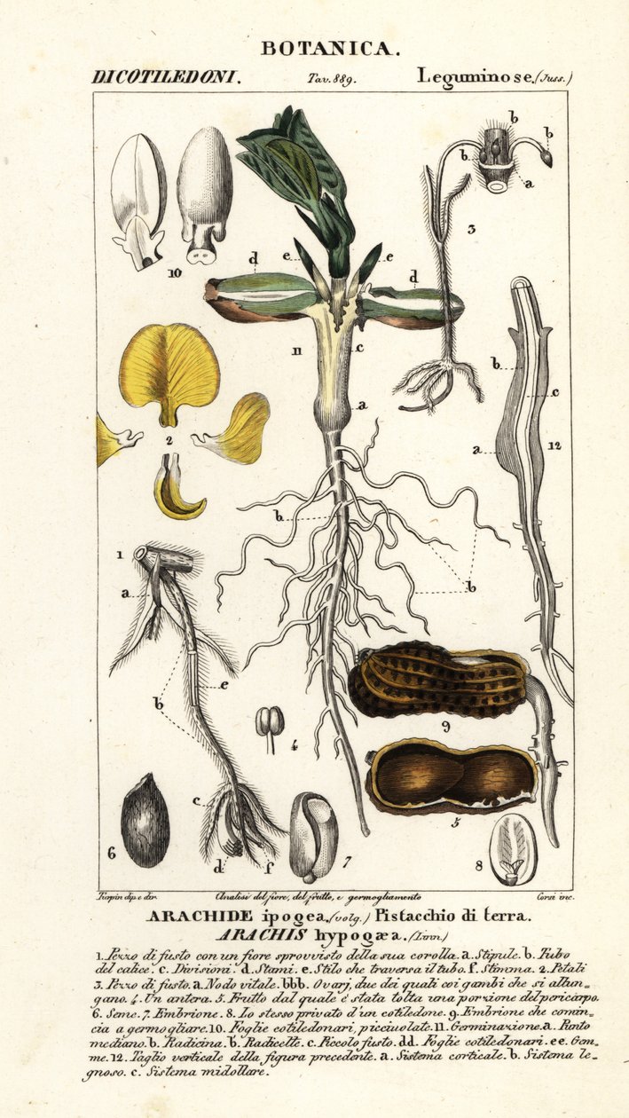 Amendoim ou amendoim, Arachis hypogaea de Corsi Corsi