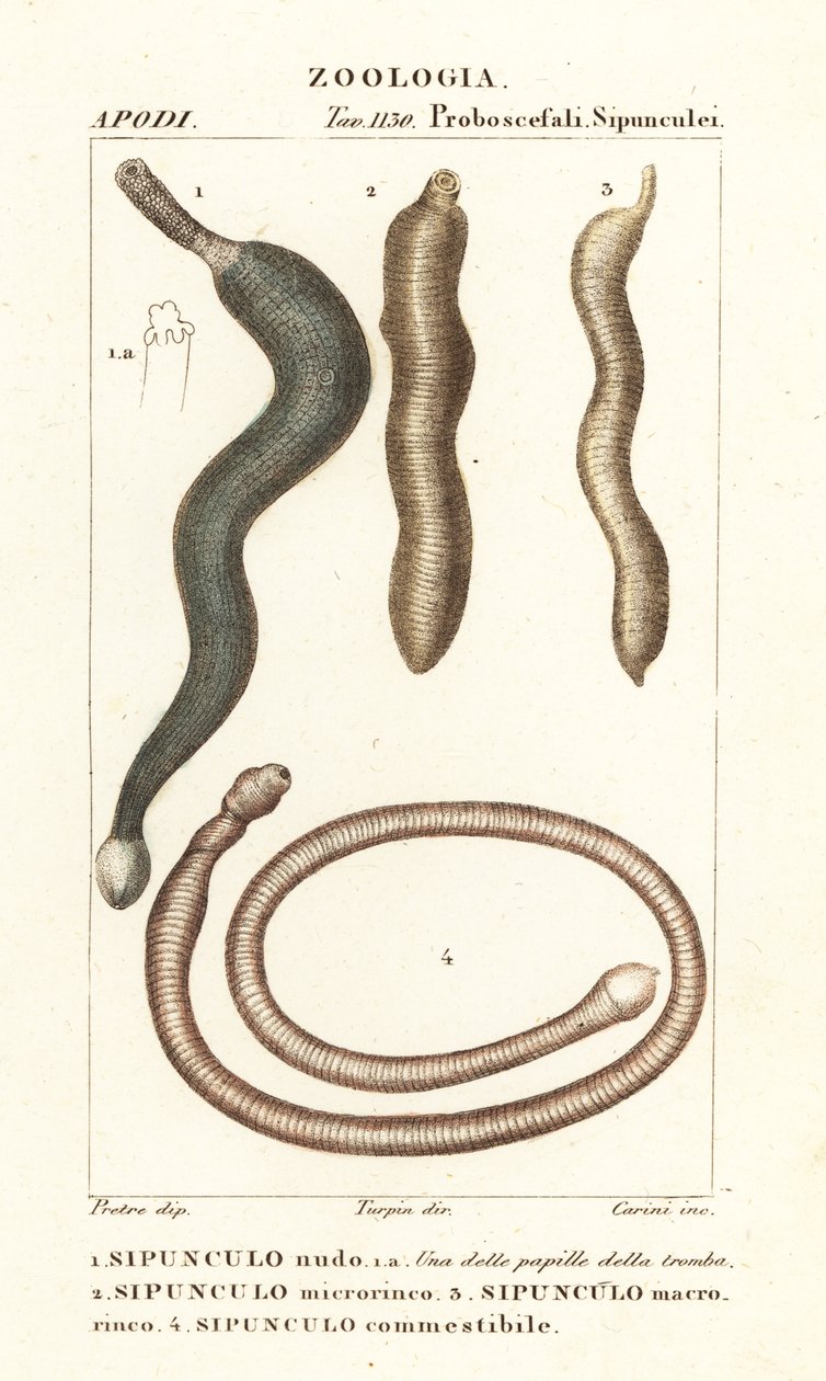 Vermes de amendoim, Sipunculus nudus 1, Siphonosoma cumanense 4, etc de Corsi Corsi