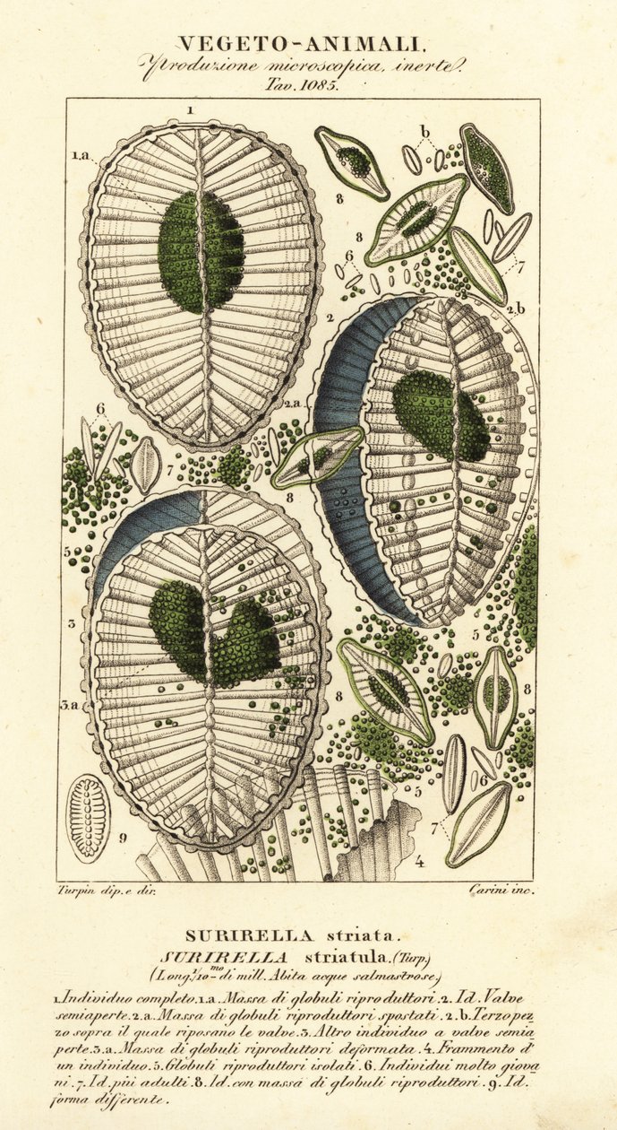 Plâncton, Surirella striatula, Surirella striata de Corsi Corsi