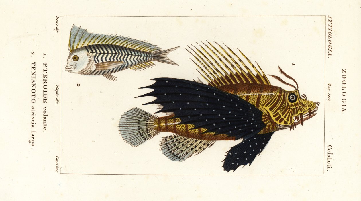 Peixe-leão vermelho, Pterois volitans, Pteroide volante 1 e blanquillo azul, Taenianotus latovittatus, Tenianoto striata larga 2 de Corsi Corsi