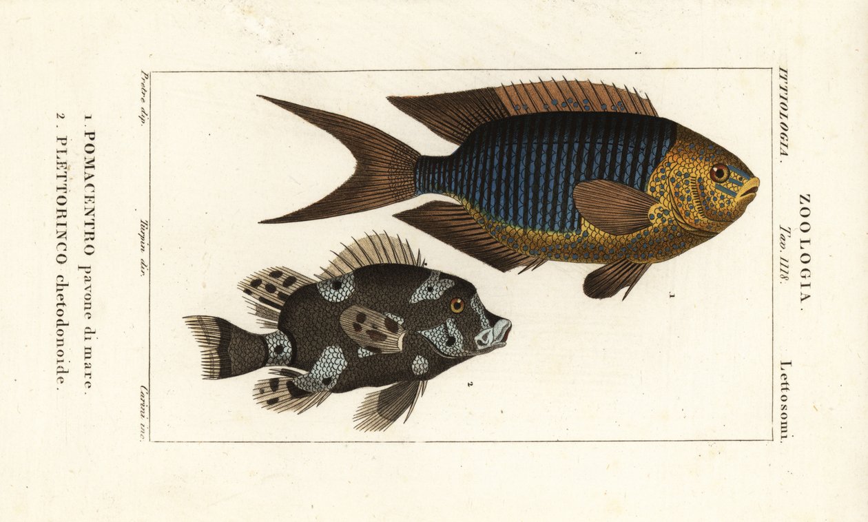 Sapphire donzela, Pomacentrus pavo, pavone di mare 1, e sweetlips arlequim, Plectorhinchus chaetodonoides, Plettorinco chetodonoides 2 de Corsi Corsi