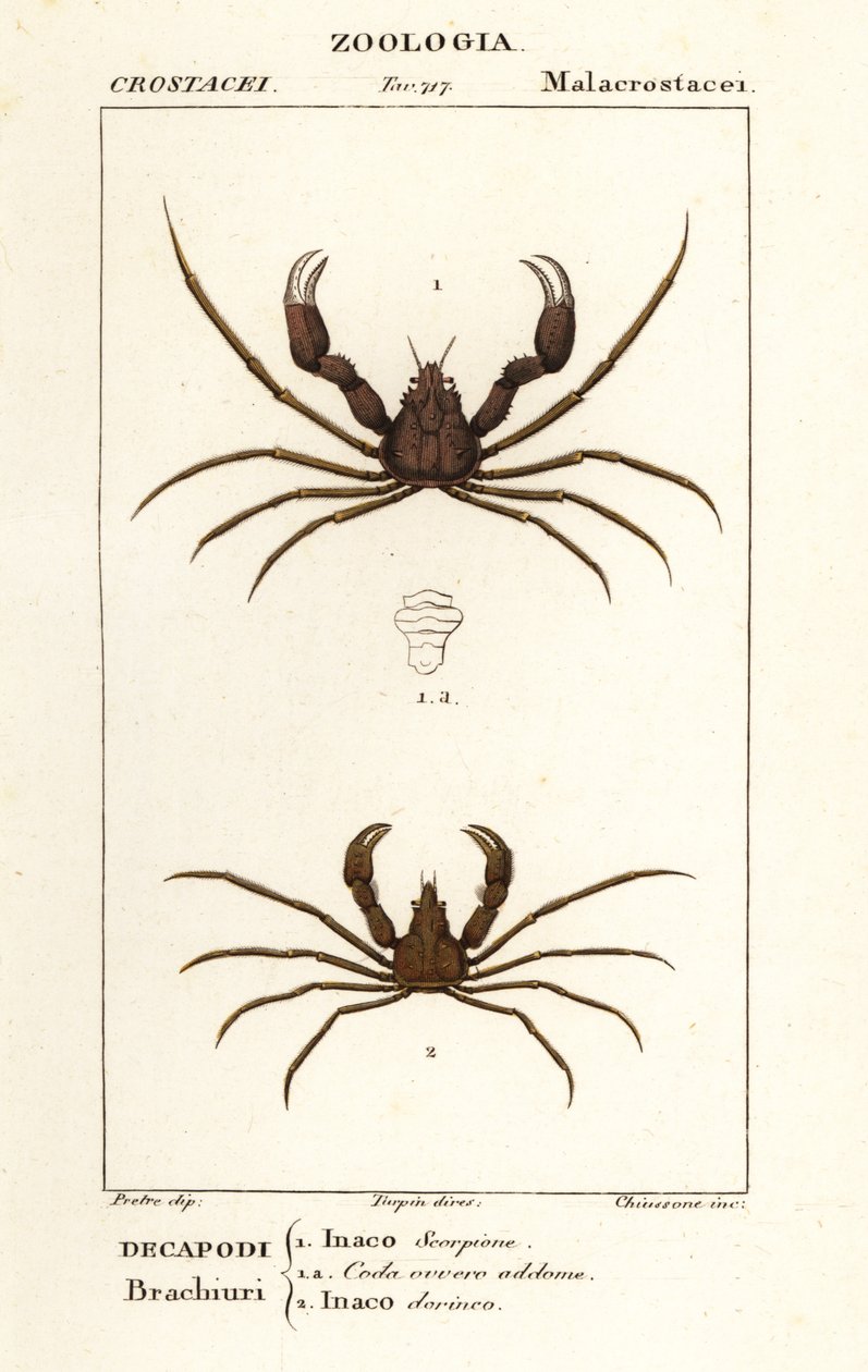 Caranguejo-aranha escorpião e caranguejo-aranha de Leach de Corsi Corsi