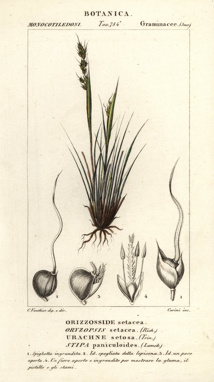 Speargrass, Piptochaetium panicoides de Corsi Corsi