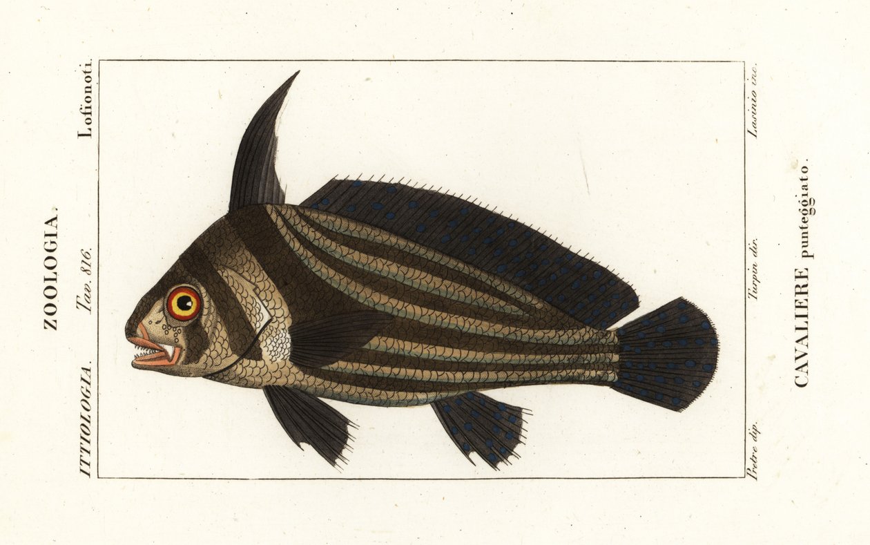 Tambor manchado, Equetus punctatus Eques punctatus, Cavaliere punteggiato de Corsi Corsi