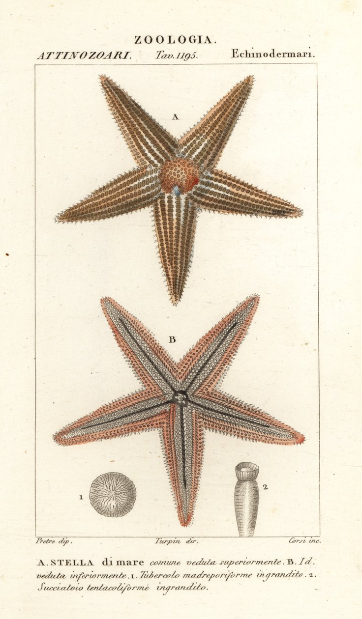 Estrela do mar ou estrela do mar, Asterias rubens de Corsi Corsi
