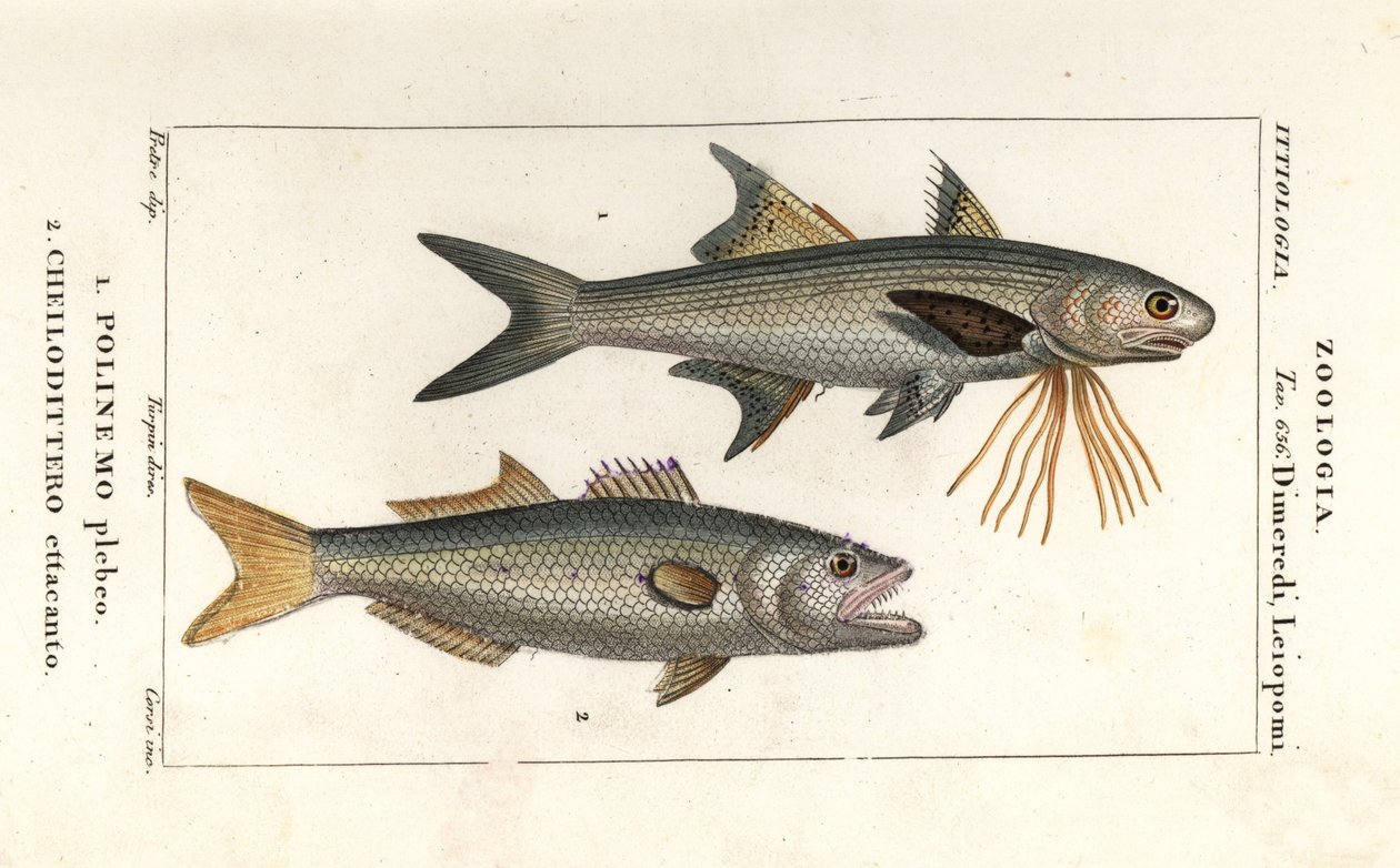 Threadfin listrado e anchova de Corsi Corsi